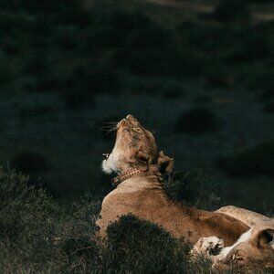 Black Lace Dress size 5